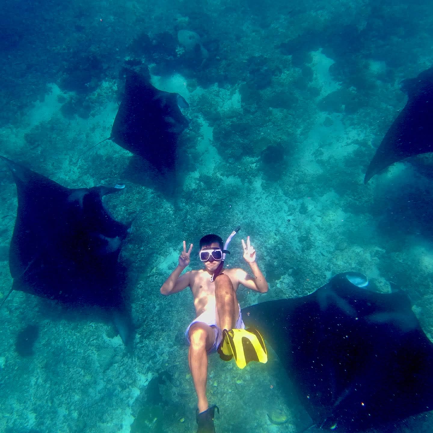 Freedive with Manta Rays in Bajo