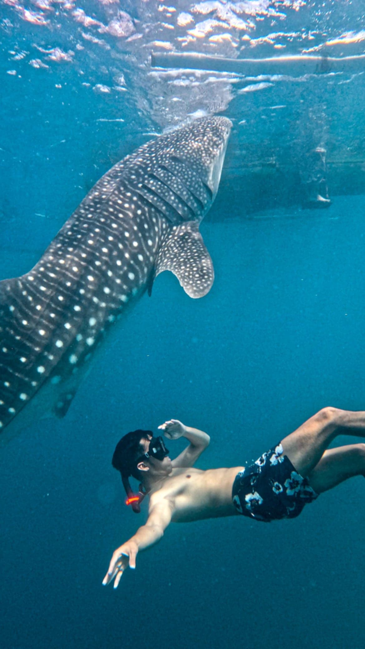 Freedive with Whaleshark